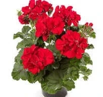 Мушкато МУШКАТО CALLIOPE DARK RED