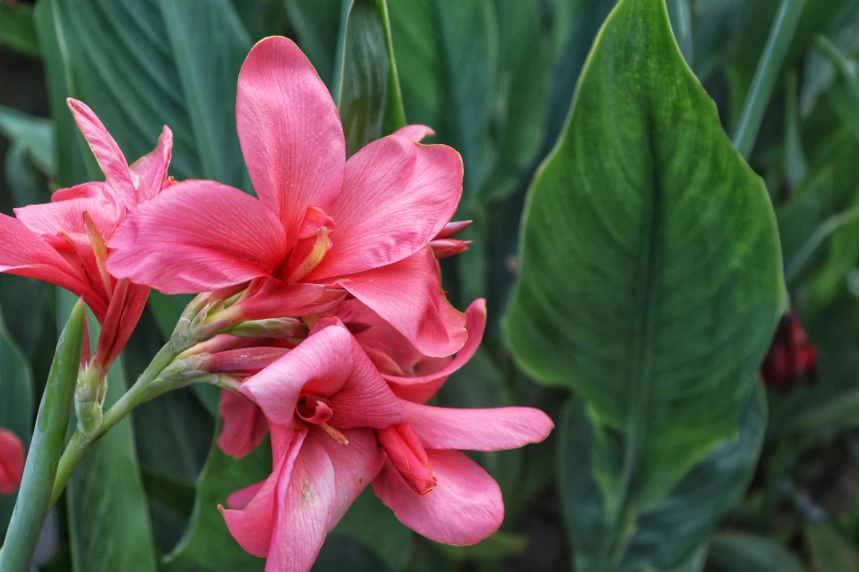Канна КАННА PINK