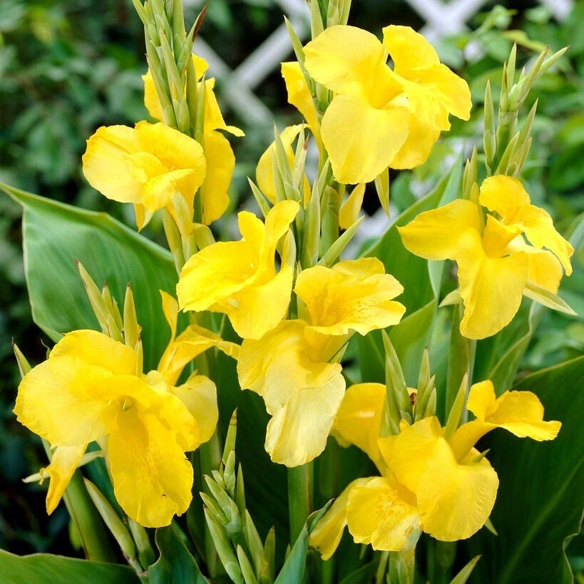 Канна КАННА YELLOW