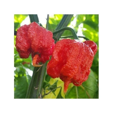 Люти Чушки ЧУШКА CAROLINA REAPER