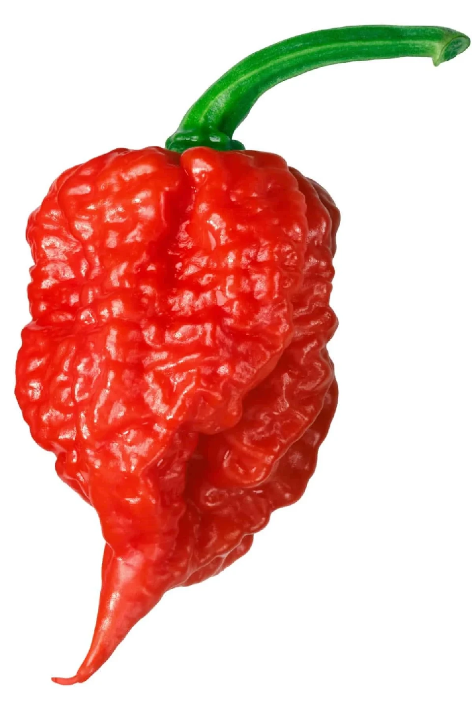 Люти чушки Люта чушка Каролина рийпър | Carolina Reaper