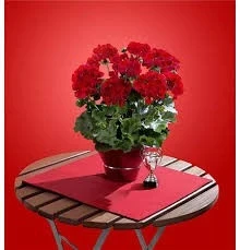 Мушкато МУШКАТО CHAMPION RED