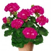 Мушкато МУШКАТО COMPACT BRIGHT VIOLET