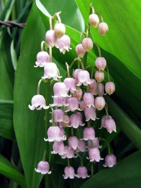 Момина сълза МОМИНА СЪЛЗА (CONVALLARIA MAJALIS) ROSEA - 2 бр в пакет