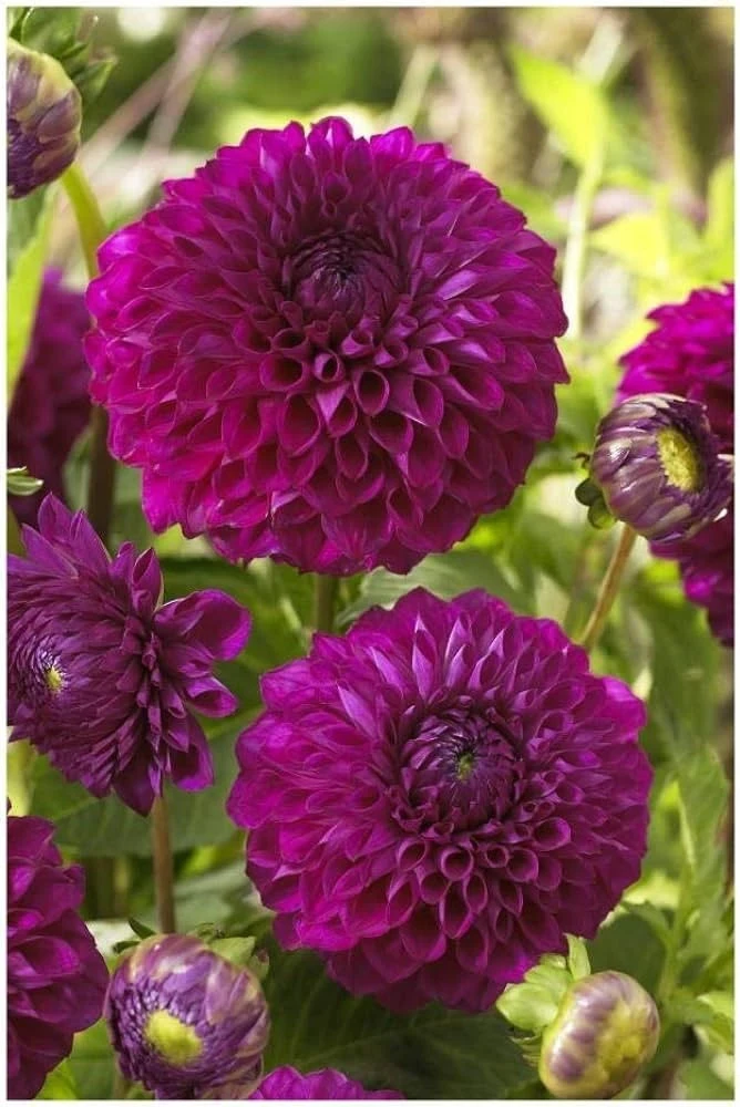 Далия ДАЛИЯ ( BALL ) BOOM BOOM PURPLE