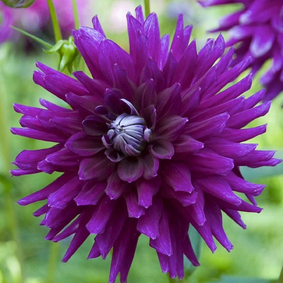 Далия ДАЛИЯ (CACTUS) PURPLE GEM