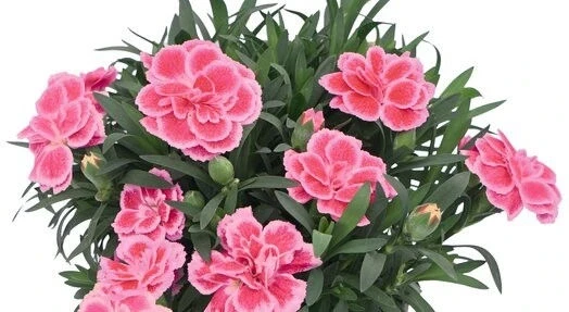 Карамфил КАРАМФИЛ ANTIQUE PINK