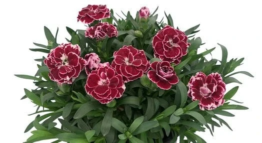 Карамфил КАРАМФИЛ BURGUNDY WHITE