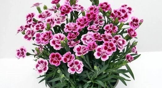 Карамфил КАРАМФИЛ PINK KISSES
