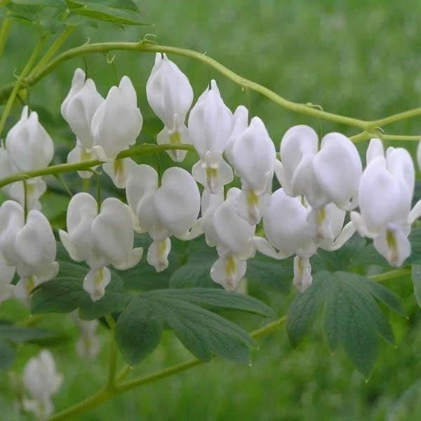 Дицентра ДИЦЕНТРА WHITE