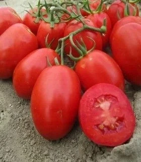 Домати ДОМАТИ ДИНО