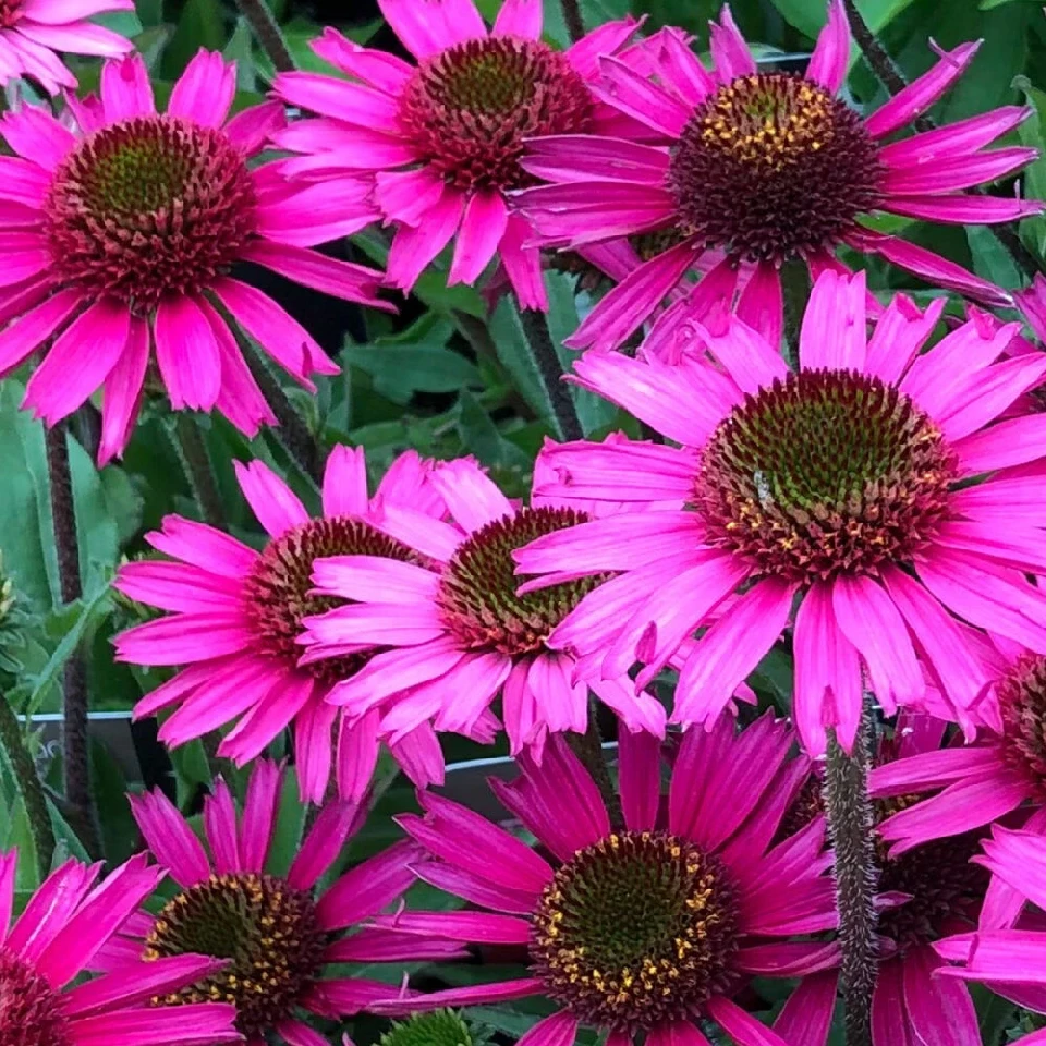 Ехинацея ЕХИНАЦЕЯ PINK