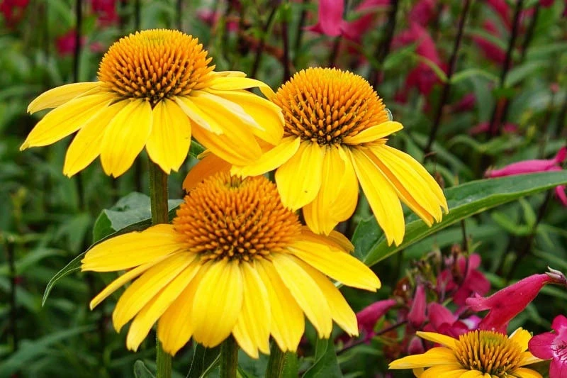 Ехинацея ЕХИНАЦЕЯ YELLOW