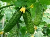 Краставици Корнишони Екселсиор F1