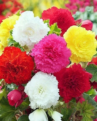 Бегония БЕГОНИЯ FIMBRIATA MIXED