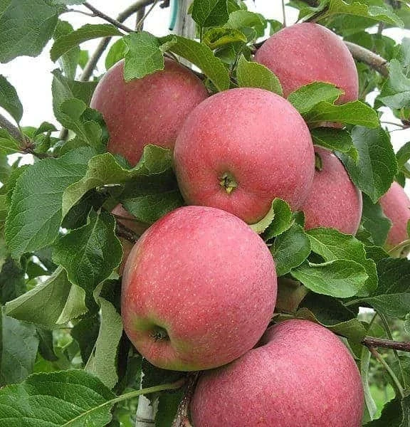Ябълки ЯБЪЛКА ФЛОРИНА