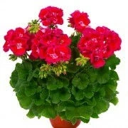 Мушкато МУШКАТО FLOWER FAIRY RED SPLASH