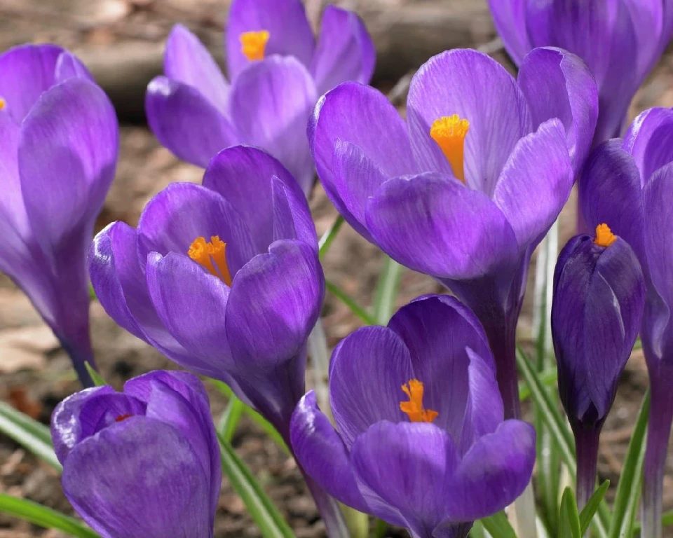 Минзухари МИНЗУХАР FLOWER RECORD