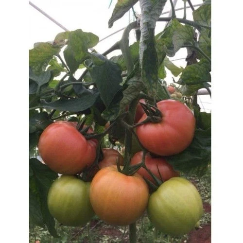 Домати  ФуксияF1 / Fuchia F1
