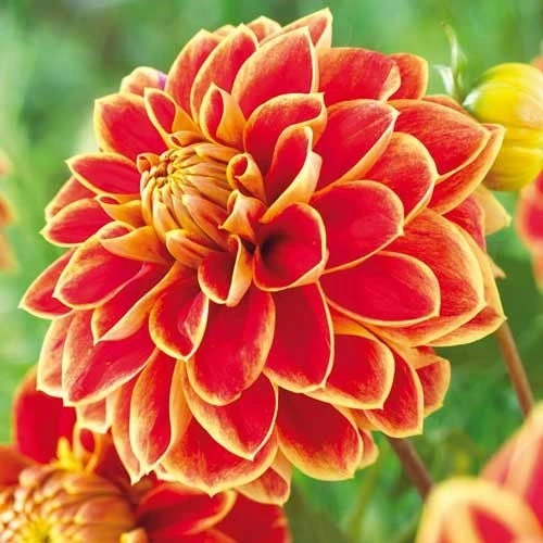 Далия ДАЛИЯ  ( DECORATIVE ) MAXIME