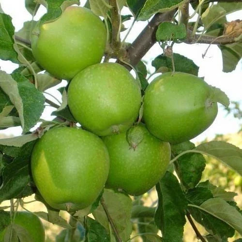Ябълки ЯБЪЛКА ГРЕНИ СМИТ