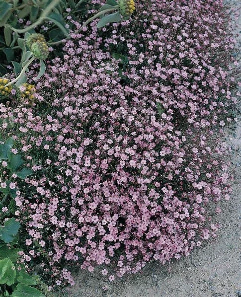Гипсофила ГИПСОФИЛА PANICULATA PINK