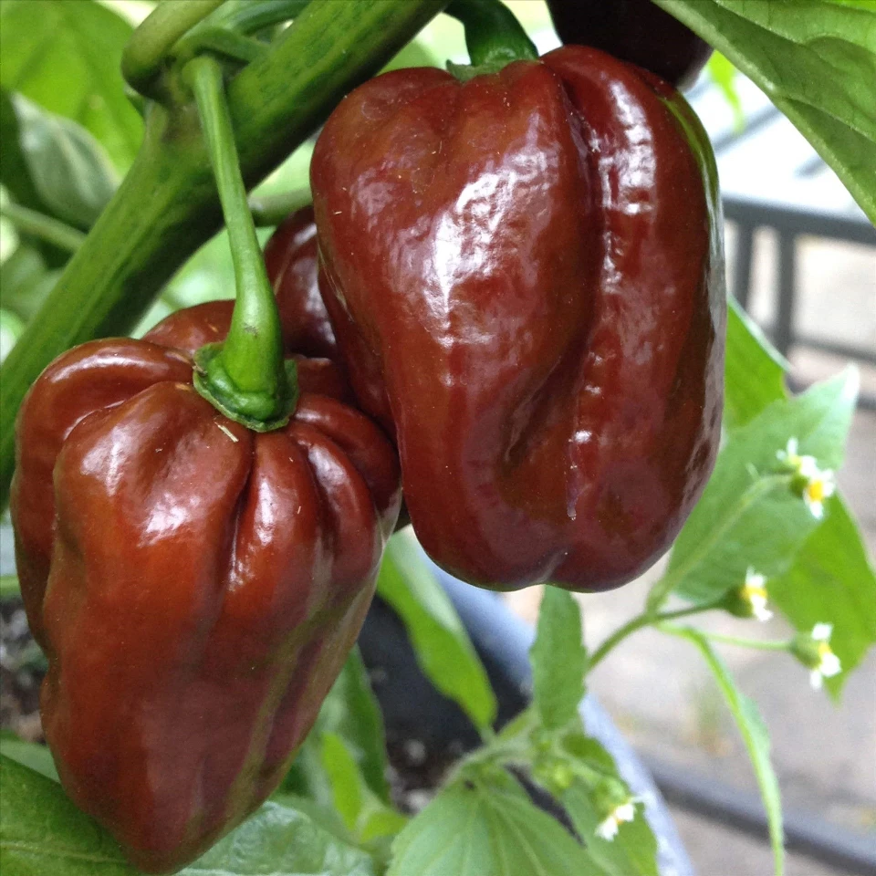 Люти чушки Пипер Хабанеро шоколад/SAIS/ | Habanero Chocolate