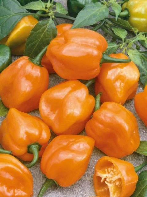 Люти чушки Пипер Хабанеро оранж/SAIS/| Habanero Orange