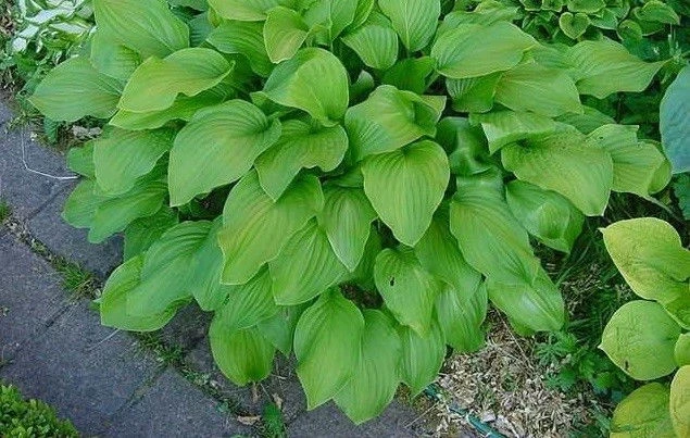 Хоста ХОСТА HONEY BELLS