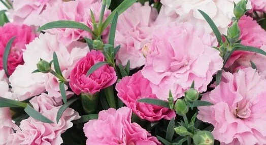 Карамфил КАРАМФИЛ I LOVE YOU
