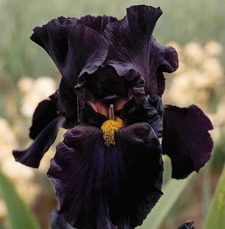 Ирис ИРИС (GERMANICA) BLACK