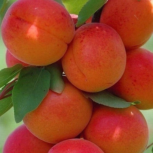 Кайсии КАЙСИЯ МЪРКУЛЕЩИ