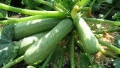 Тиквички Тиквички Корделия F1