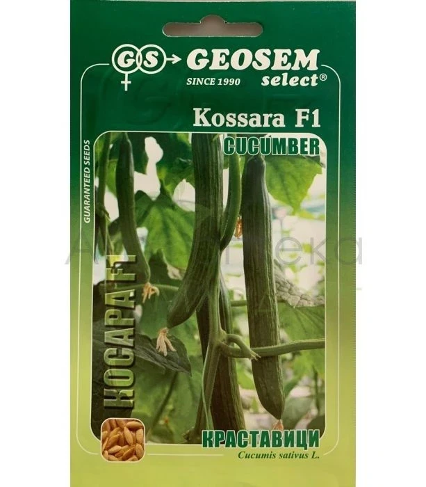 Краставици Косара F1