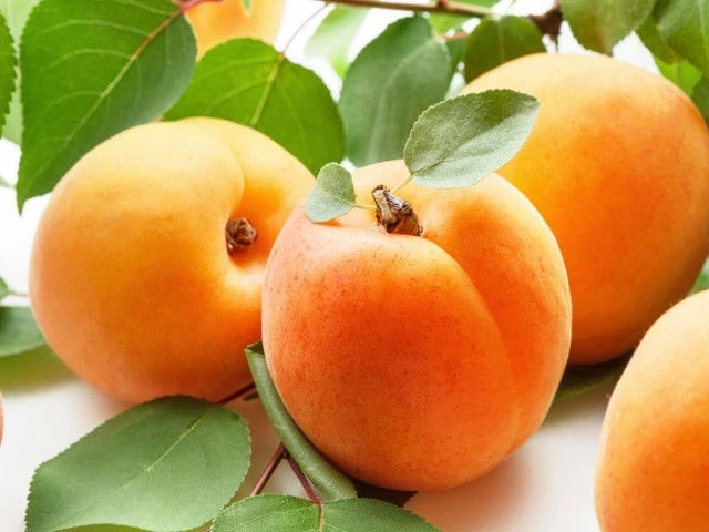 Кайсии КАЙСИЯ КОСТИЮДЖЕНСКА