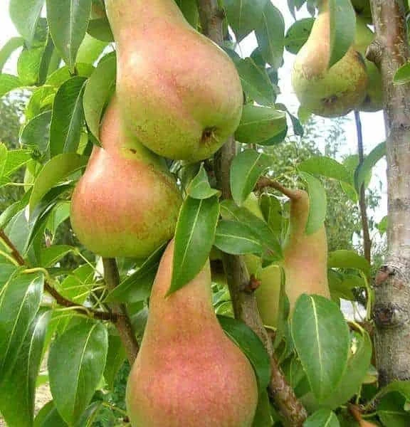 Круши КРУША АБАТ ФЕТЕЛ