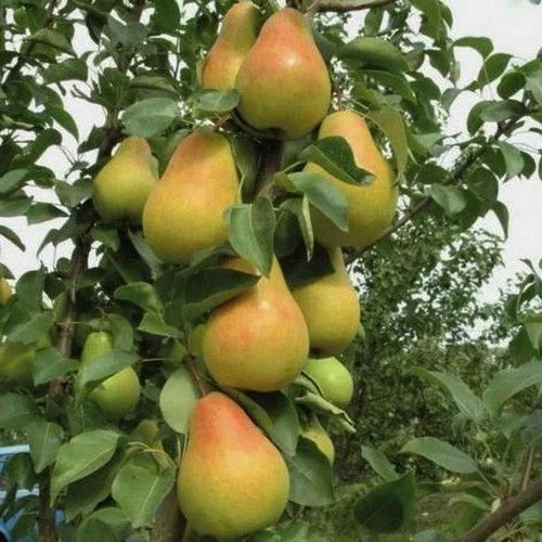 Круши КРУША САНТА МАРИЯ