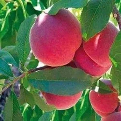 Праскови ПРАСКОВА ЛАСКАВА