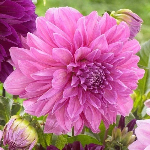 Далия ДАЛИЯ ( DECORATIVE) LAVENDER PERFECTION