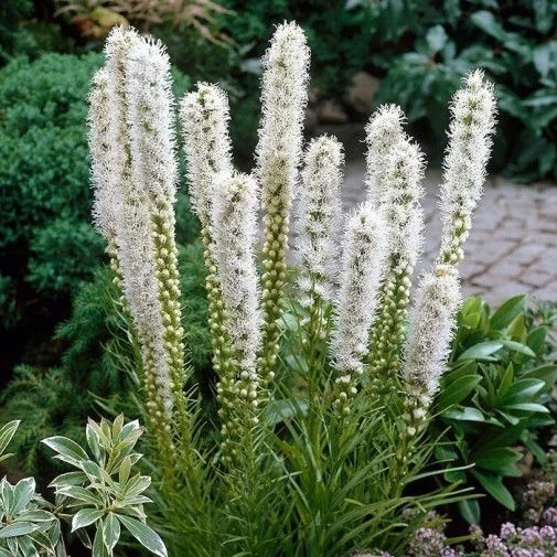 Лиатрис ЛИАТРИС SPICATA ALBA