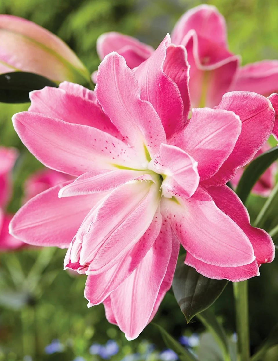 Лилиум ЛИЛИУМ ( DOUBLE ORIENTAL ) LOTUS WONDER