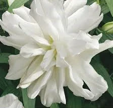 Лилиум ЛИЛИУМ (ORIENTAL DOUBLE) LOTUS ICE