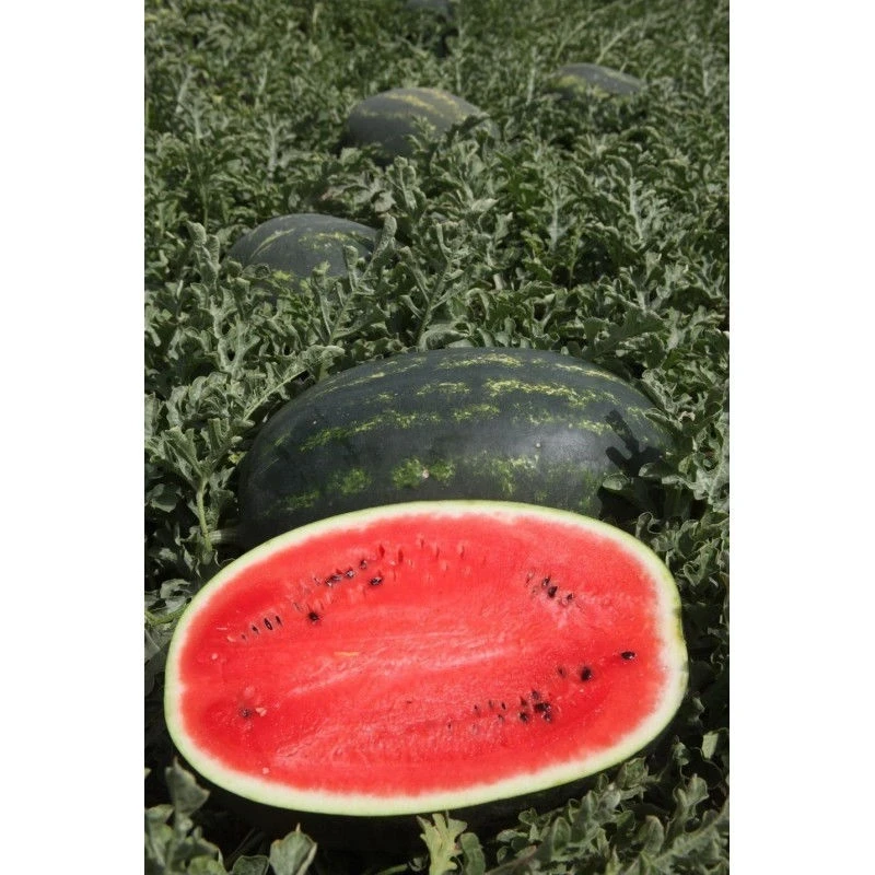 Дини Дини Мирсини F1
