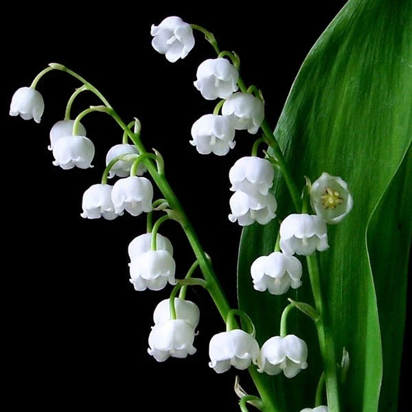 Момина сълза МОМИНА СЪЛЗА (CONVALLARIA MAJALIS) - 10 бр в пакет