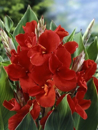 Канна КАННА RED