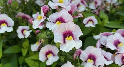 Немезия НЕМЕЗИЯ WHITE PURPLE EYE