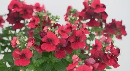 Немезия НЕМЕЗИЯ RED