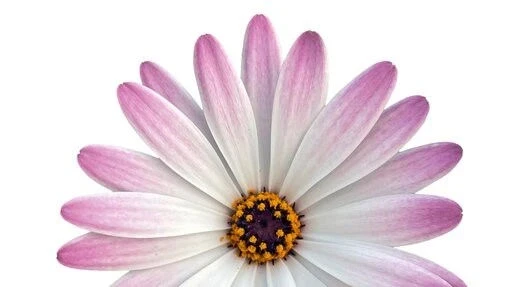 Остеоспермум ОСТЕОСПЕРМУМ PINK+WHITE