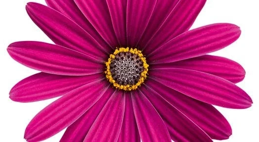 Остеоспермум ОСТЕОСПЕРМУМ PURPLE
