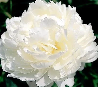 Божур БОЖУР WHITE